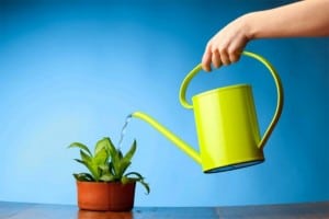 watering-a-plant-537x358